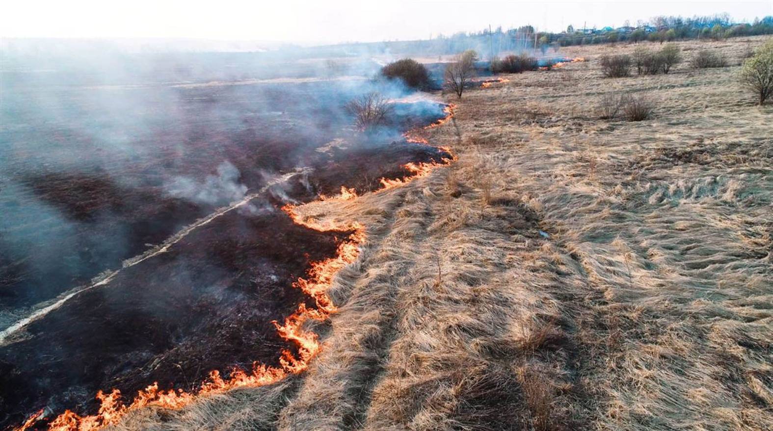 Weeds are extremely flammable during dry season