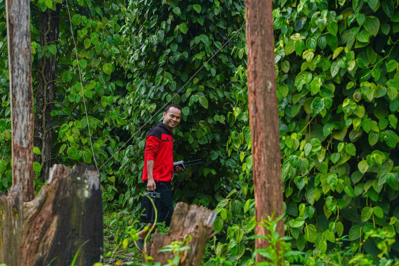 Pepper can grow into a mini-sized “rainforest”. Our technicians are walking into the heart of pepper garden with LNT to provide steady network for drone overhead.