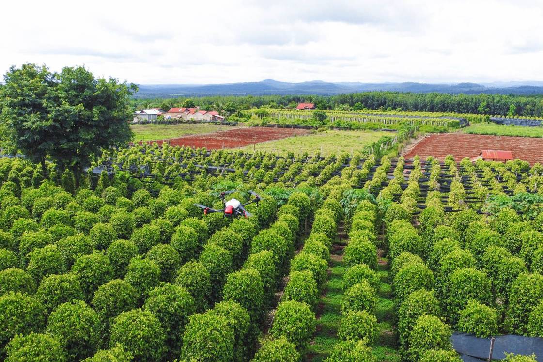 An XAG Drone Rescue to the World-Famous Cambodian Pepper 