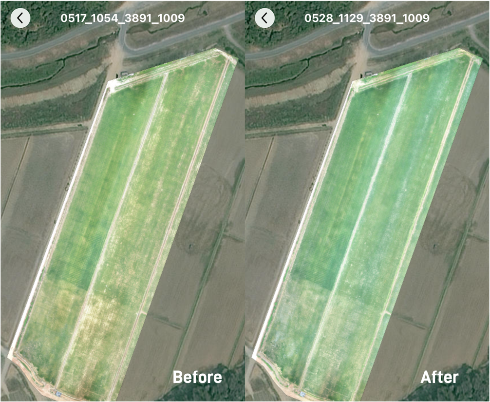 HD field maps show that rice growth in SuperX Farm was more uniform using XAG prescription maps for fertilizer spreading   